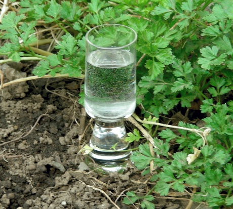 "Miriam's Herb Garden" by Cheryl Michaels