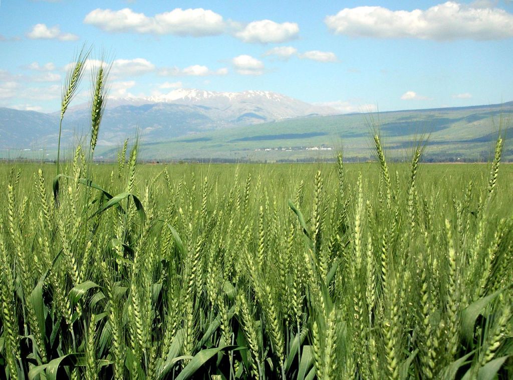 Wheat in HaHula Israel