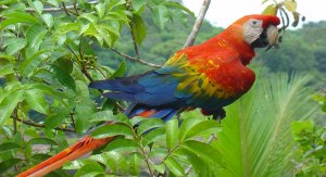 Amazonian parrot